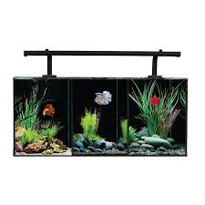 Start date nov 1, 2014. Aqua One Aquarium Betta Trio 32l 55 X 25 X 25cm Shop Online At Abyss Aquatic Warehouse