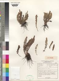 Image result for Mohria