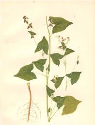 Image result for Fagopyrum