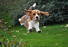 Image result for bígl