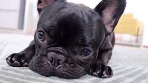 Ausgewachsene französische bulldoggen sind meist sehr konzentrierte lerner, trotzdem sind auch hier häufige pausen im hundetraining sehr wichtig. Geht Es Knodel Gut Qualzucht Franzosische Bulldogge Youtube