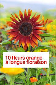 10 fleurs orange a tres longue floraison fleurs fleurs tournesol orange