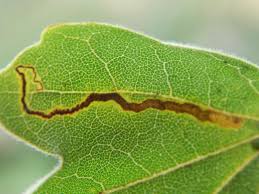 Image result for Stigmella aceris