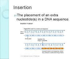 How to create an esignature for the mutations worksheet part 1 gene mutations answer key. What Is A Insertion Mutation