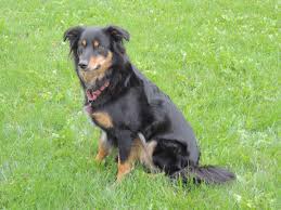 Black And Tan Australian Shepherd English Shepherd Black And Tan English Shepherd English Shepherd Cute Dogs Beautiful Dogs