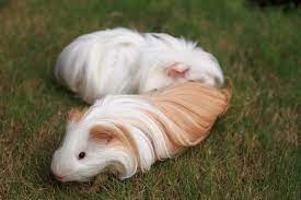 Guinea Pig