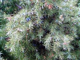 Wacholder sind dank ihres hübschen blattkleids, ihrer beerenförmigen zapfen und ihres anmutigen wuchses eine zierde im garten. Wildobstschnecke Juniperus Communis Gemeiner Wacholder