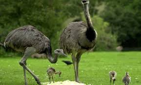 Birds That Start With The Letter N 20 Amazing Animals That Start With The Letter N Animals Animals Beautiful Animals Beginning With N
