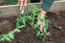 If you've recently planted your tomatoes, you need to ensure that generally, garden tomatoes need about 1 to 2 inches of water each week. Watering Tomato Plants How To How Often How Much Tomato Bible