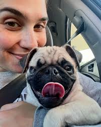 It's Bernini the art history pug's gotcha day! @baby.bumblee @colleen.mac 🖤