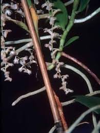 Image result for Diaphananthe lorifolia