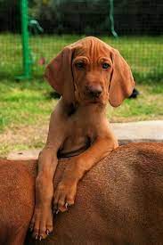 Hungarian Vizsla Puppy Vizsla Dogs Vizsla Vizsla Puppies