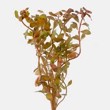 Image result for Ammannia auriculata