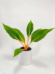 Image result for Chlorophytum