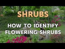 Incorporating flowering shrubs to your yard also benefits pollinators, something that. How To Identify Flowering Shrubs Youtube