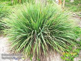 Image result for Cymbopogon caesius