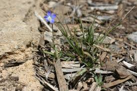 Image result for Wahlenbergia pulchella