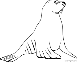 Some sea lion coloring may be available for free. Realistic Sea Lion Coloring Page Coloringall