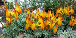 Image result for Lotus berthelotii