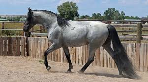 genetics evolution good horse