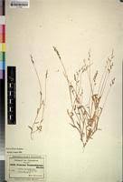 Image result for Urochloa semiundulata