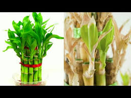 Maybe you would like to learn more about one of these? Lucky Bamboo Plant Leaves Turning Yellow Youtube