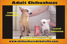 How To Identifity Teacup Chihuahua Dog