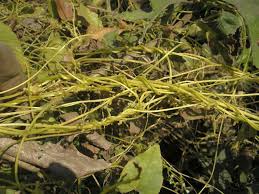 Image result for Cuscuta cassytoides