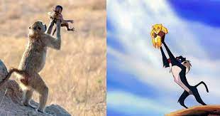 Baboon Holds New Born Up In The Air Just Like Scene From The Lion King It S Adorable