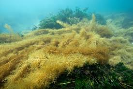 Image result for Microcoelia physophora