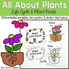 All About Plants Life Cycle Parts
