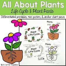 all about plants life cycle parts