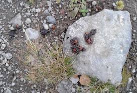 Image result for marten poop