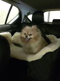 Happy Pommie In Their Car Seat Pomeranian Lovers Cute Dogs Dog Rules