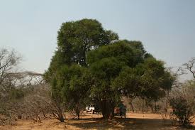 Image result for Boscia foetida