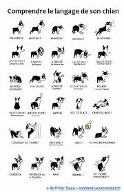 Le Langage Du Chien Decryte Langage Corporel Du Chien Chien Langage Corporel