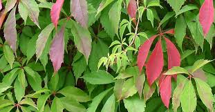 Flowers that start with a. Virginia Creeper Parthenocissus Quinquefolia Engelmannii