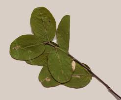 Image result for Philenoptera nelsii