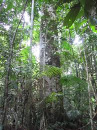 Image result for Hymenaea courbaril