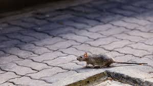 Rats and mice are some of the most unsanitary creatures in existence. Rodents Migrate To Las Vegas Valley Neighborhoods With Less Food Waste On Strip Las Vegas Local Breaking News Headlines Fox5vegas Com