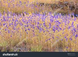 Image result for Lentibulariaceae