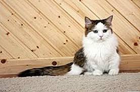 Find the perfect napoleon cat stock photos and editorial news pictures from getty images. Napoleon Cat 2021