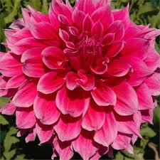 Pin On Garden Ideas