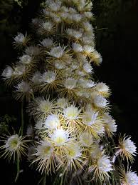 Night-blooming Cereus | Mead Botanical Garden