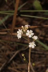 Image result for Samolus