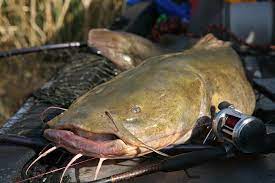 Maybe you would like to learn more about one of these? Game And Fish Fishing Forecast Louisiana