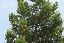 Image result for Araucaria cunninghamii