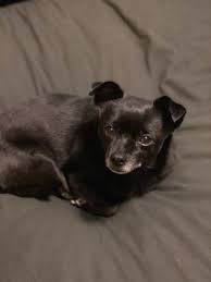 Maybe you would like to learn more about one of these? Family Pet Veterinary Center 1215 Prospect Ave West Des Moines Ia Veterinarians Mapquest