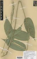 Image result for Olyra latifolia