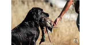 Addestramento cani da caccia su selvaggina naturale nelle nostre riserve in italia della durata di un mese euro 500. Labrador Da Caccia A Caccia Con I Labrador Retriever